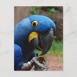 ルアラコンゴウインコ ポストカード