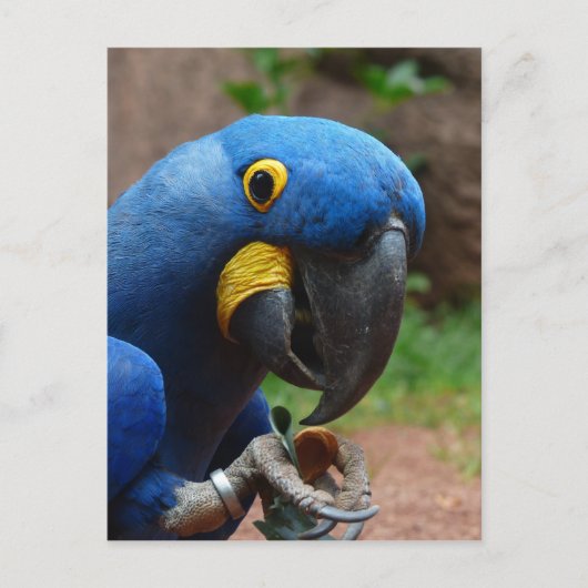 ルアラコンゴウインコ ポストカード (正面)
