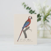 ルアラ マカオ / 赤と緑のマカオ ポストカード (スタンド正面)