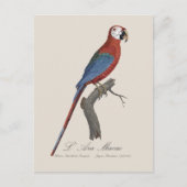 ルアラ マカオ / 赤と緑のマカオ ポストカード (正面)