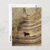 ルイジアザダシュント歩くイン秋 ポストカード (正面/裏面)