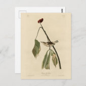 ルイジアナのウォーター・スリッシュ、オードボンズ・バード・オブ・アメリカ ポストカード (正面/裏面)