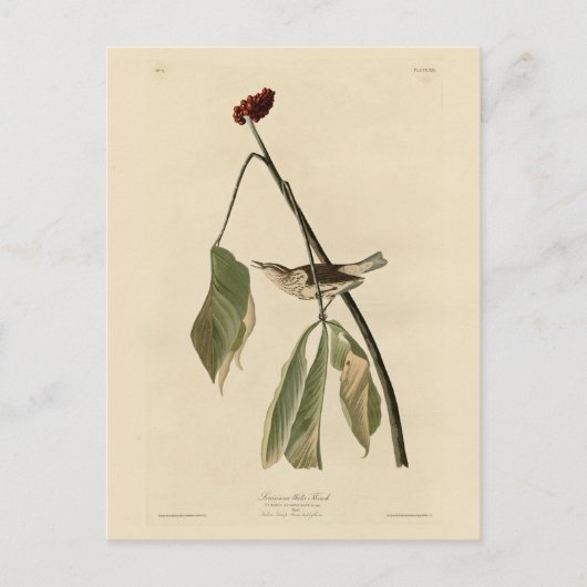 ルイジアナのウォーター・スリッシュ、オードボンズ・バード・オブ・アメリカ ポストカード (正面)