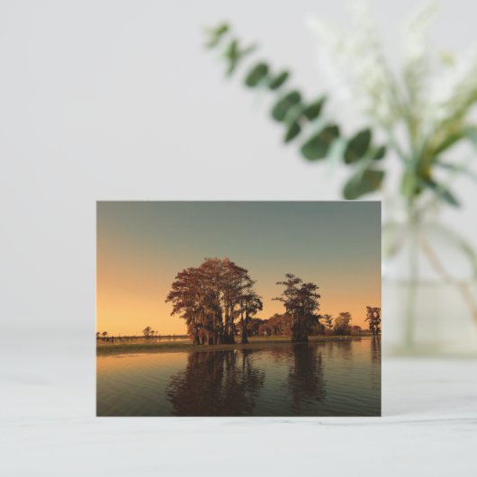 ルイジアナの白い木とヒノキの木が日没の光に照らされる ポストカード (スタンド正面)