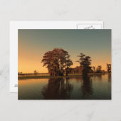 ルイジアナの白い木とヒノキの木が日没の光に照らされる ポストカード (正面/裏面)