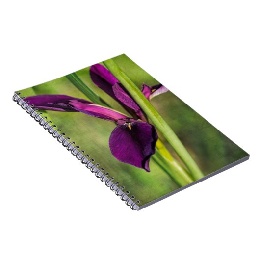 ルイジアナの紫色の闘鶏のアイリス ノートブック (右側)