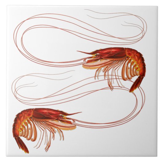 ルイジアナエビ タイル (正面)