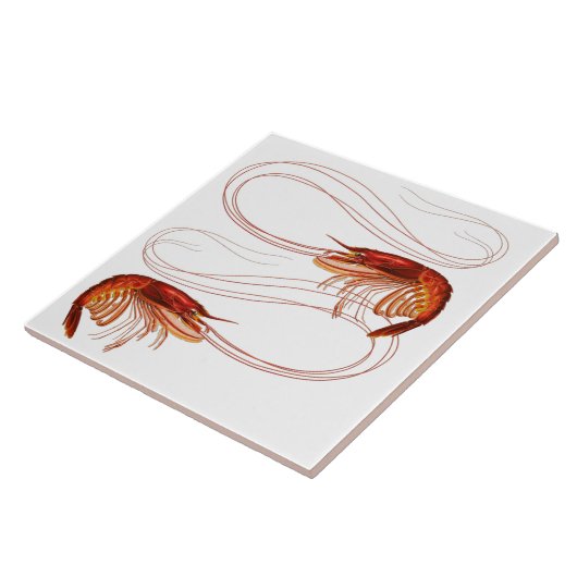 ルイジアナエビ タイル (側面)