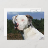 ルイジアナカタウラレオパード犬 ポストカード (正面/裏面)