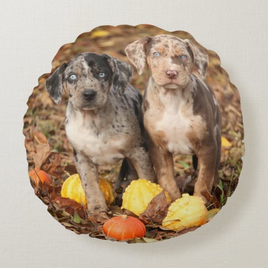 ルイジアナカタオウラパプパイズとカンプキンス ラウンドクッション (正面)