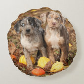 ルイジアナカタオウラパプパイズとカンプキンス ラウンドクッション (裏面)