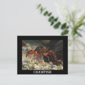 ルイジアナクロフィッシュ ポストカード (スタンド正面)