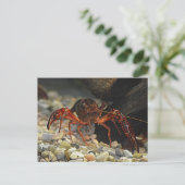 ルイジアナクロフィッシュ ポストカード (スタンド正面)