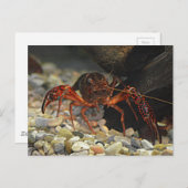 ルイジアナクロフィッシュ ポストカード (正面/裏面)