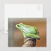 ルイジアナグリーンツリーカエル ポストカード (正面/裏面)