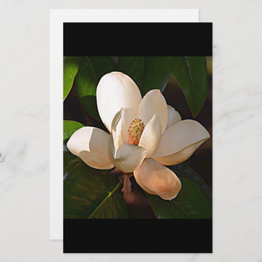 ルイジアナサザンマグノリア 便箋 (正面/裏面)