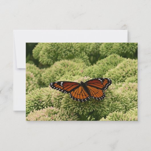 ルイジアナチョウ(Viceroy Butterfly)の美しい自然写真 (正面)