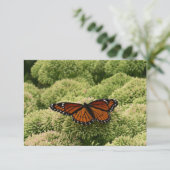 ルイジアナチョウ(Viceroy Butterfly)の美しい自然写真 (スタンド正面)