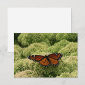 ルイジアナチョウ(Viceroy Butterfly)の美しい自然写真 (正面/裏面)