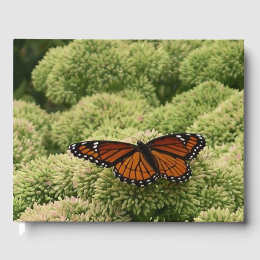 ルイジアナチョウ(Viceroy Butterfly)の美しい自然写真 ゲストブック (正面)