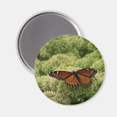 ルイジアナチョウ（Viceroy Butterfly）の美しい自然写真 マグネット (正面/裏面)