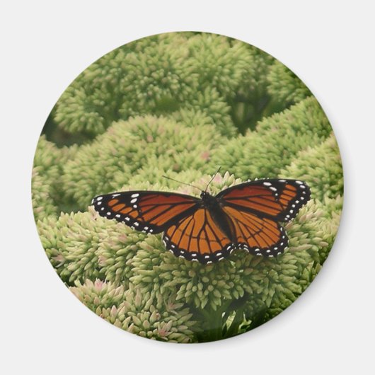 ルイジアナチョウ（Viceroy Butterfly）の美しい自然写真 マグネット (正面)