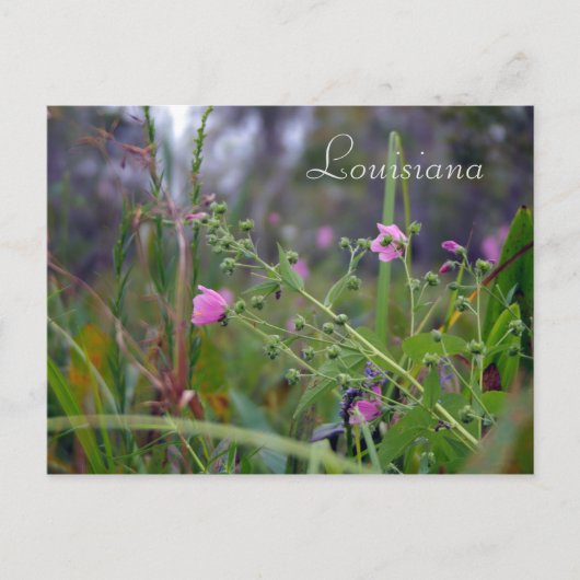 ルイジアナピンク色の花 ポストカード (正面)