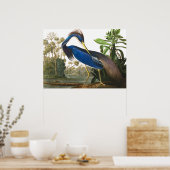 ルイジアナヘロンバイジョンジェームズオードゥボン ポスター (キッチン)