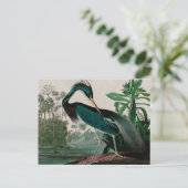 ルイジアナヘロンバーズオブアメリカオードボンプリント シーズンポストカード (スタンド正面)