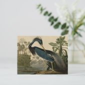 ルイジアナヘロン ポストカード (スタンド正面)