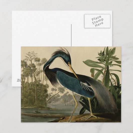 ルイジアナヘロン ポストカード (正面/裏面)