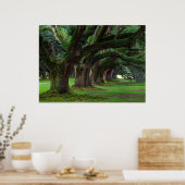 ルイジアナライブオークの木 ポスター (キッチン)