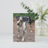 ルイジアナレオパード犬 ポストカード (スタンド正面)