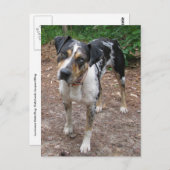 ルイジアナレオパード犬 ポストカード (正面/裏面)