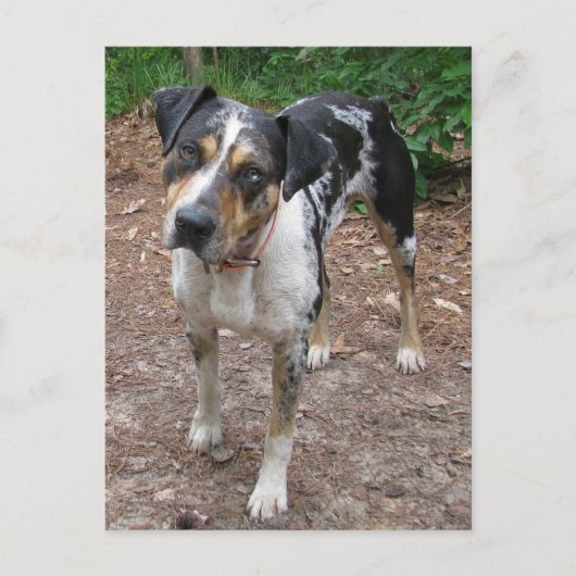 ルイジアナレオパード犬 ポストカード (正面)