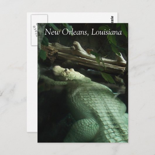 ルイジアナ州のホワイトアリゲーター ポストカード (正面/裏面)