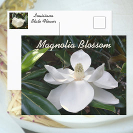 ルイジアナ州の花 白いマグノリアの写真 ポストカード
