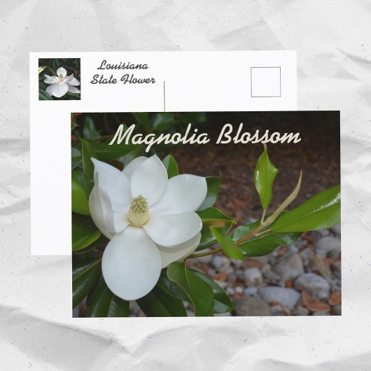 ルイジアナ州の花 白モクレン 写真 ポストカード