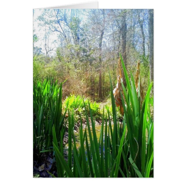 ルイジアナ・アイリス、クリーク・サイド、 (正面)