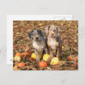 ルイジアナ・カタフーラの子犬たちとハロウィンの飾り付けのジャック・オ・ランタン ポストカード (正面/裏面)