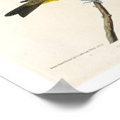 ルイジアナ・タナーガーと緋色タナーガーby Audubon ポスター (角)