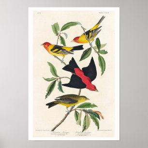 ルイジアナ・タナーガーと緋色タナーガーby Audubon ポスター