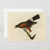 ルイジアナ(ハリスの)ホーク・オードボンバード・オブ・アメリカ ポストカード (正面/裏面)