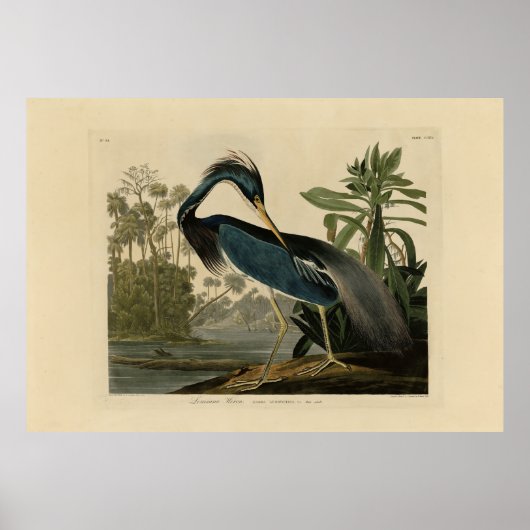ルイジアナ・ヘロン – Audubon's Birds of Americaより ポスター (正面)