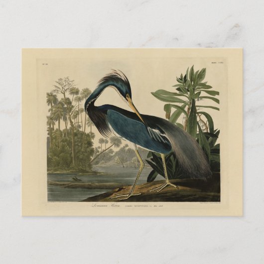 ルイジアナ・ヘロン – Audubon's Birds of Americaより ポストカード (正面)