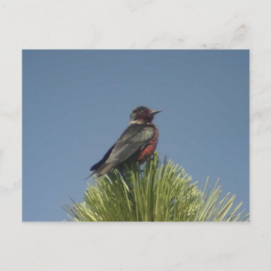 ルイス・ウッドペッカーのはがき ポストカード (正面)