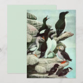 ルイス・フエルテスのヴィンテージ・イラスト「コリンカイチョウと水鳥」 (正面/裏面)