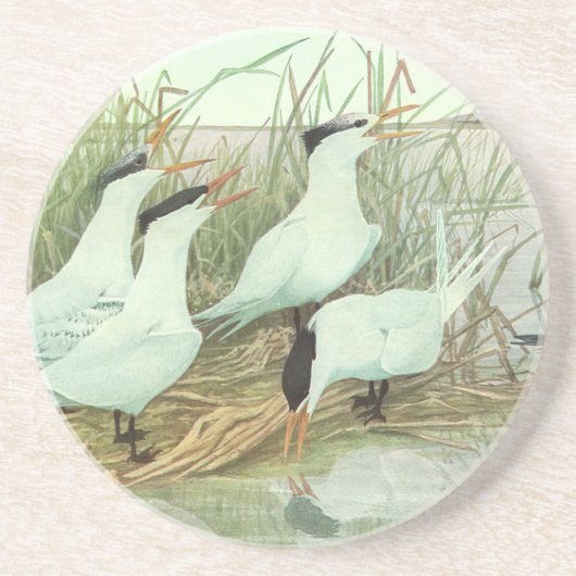 ルイス・フエレテスによる湿地の古い海岸鳥 コースター (正面)