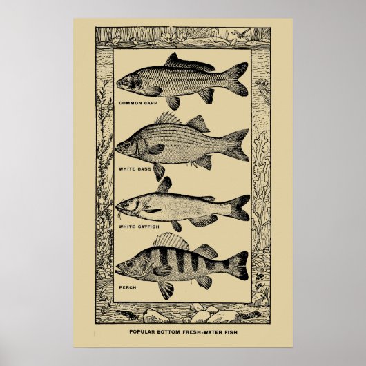 ルイ・ヘッドによるヴィンテージな淡水魚 ポスター (正面)