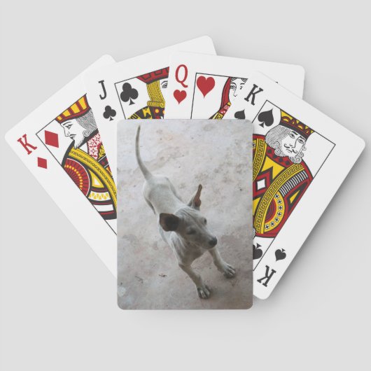 ルクマア…タイソイパピードッグ トランプ (裏面)